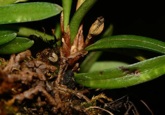  p>牛角兰(学名: i>ceratostylis hainanensis  /i> z. h.