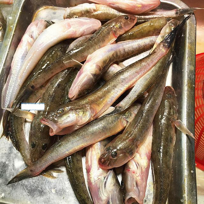  p>大头狗母鱼(学名: i>trachiocephalus myops  /i>(forster) )是 a