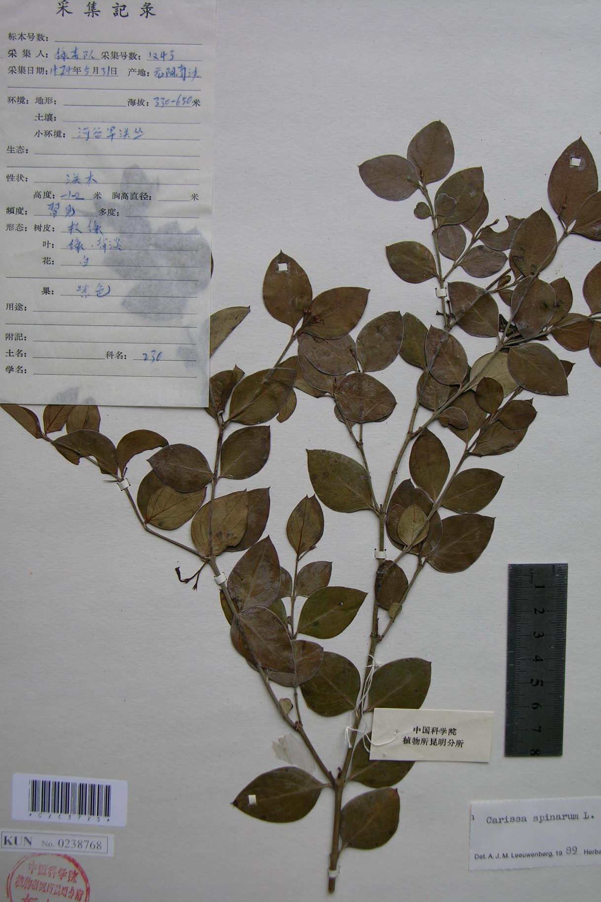  p>假虎刺(学名:carissa spinarum)是 a href="#" data-lemmaid="