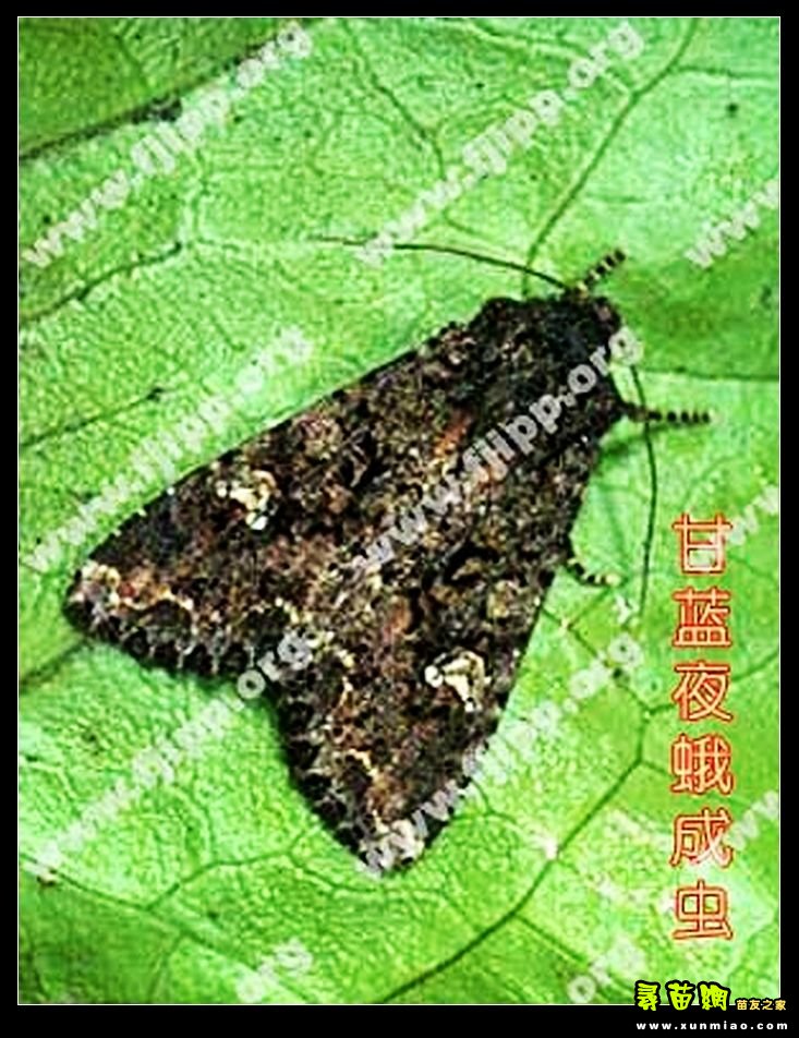 主要危害小麦,大麦,青稞,冰草,马莲草等作物.以幼虫为害.