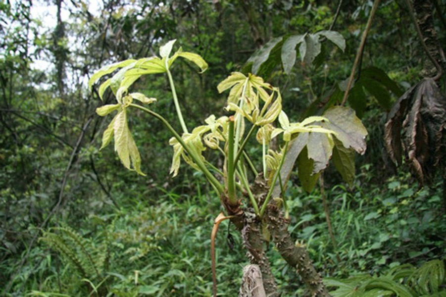 euaraliopsis hispida