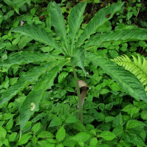  p>鳞叶长24-27厘米,先端钝,紫色.