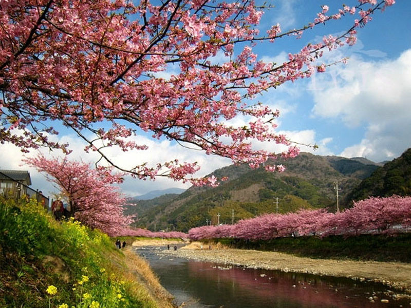  p>樱花(学名: i>cerasus   /i>sp.