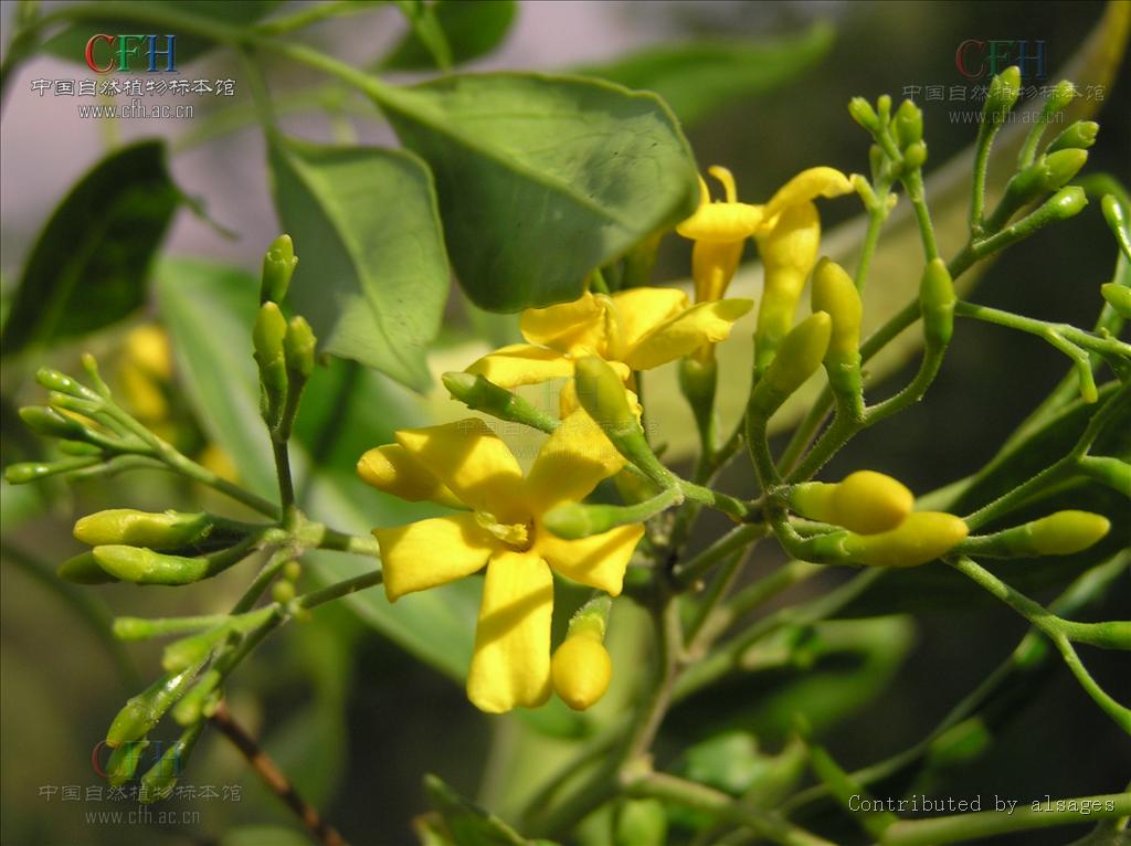  p> a href="#" data-lemmaid="2967583">滇素馨 /a>,又名:光素馨