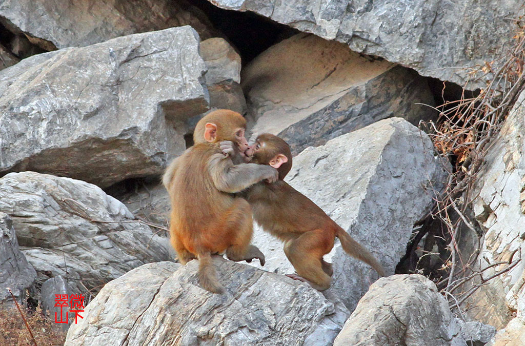  p>红尾长尾猴分布于 a href="#" data-lemmaid="408582">安哥拉 /a>