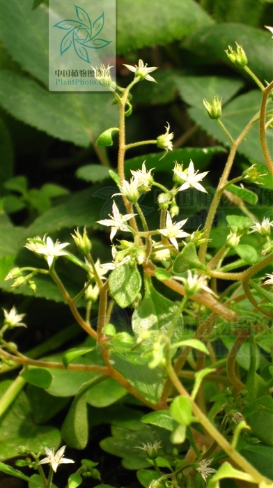 p>大叶火焰草(sedum drymarioides hance)是属于 a target="_blank"