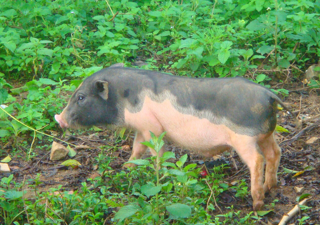  p>五脚猪,又名老鼠猪,五指山猪,原产于海南省 a target="_blank"