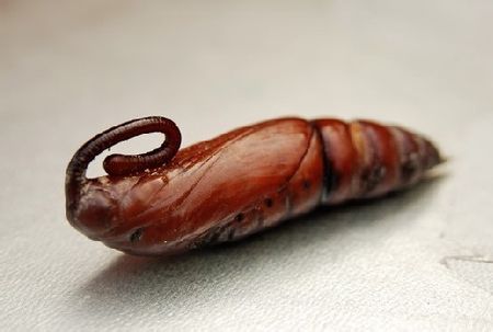  p>甘薯天蛾, i>agrius convolvuli /i>,为 a href="#" data-lemmaid=