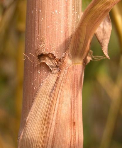  p>黄竿京竹(学名: i>phyllostachys aureosulcata  /i>mcclure  i>&
