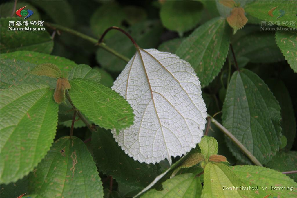  p>倒卵叶紫麻(学名: i>oreocnide obovata /i> (c. h. wright) merr.