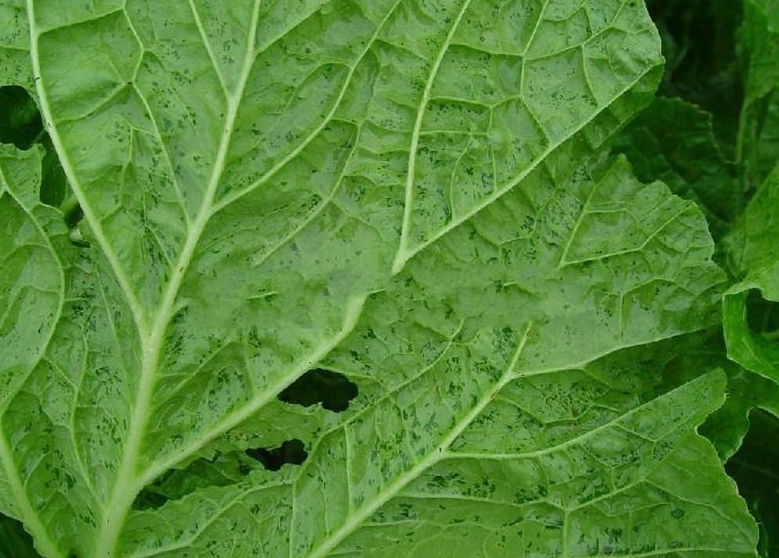  p>大白菜细菌性角斑病是 a href="#" data-lemmaid="2560700">大白菜