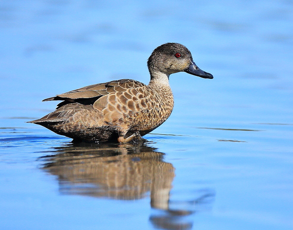 三种灰鸭有的分类系统将其分为一种三亚种(不算已