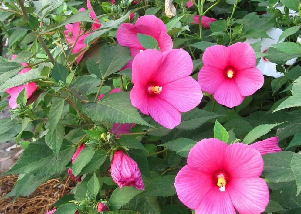 a href="#" data-lemmaid="346751">木槿属 /a>,拉丁学名( i>hibiscus