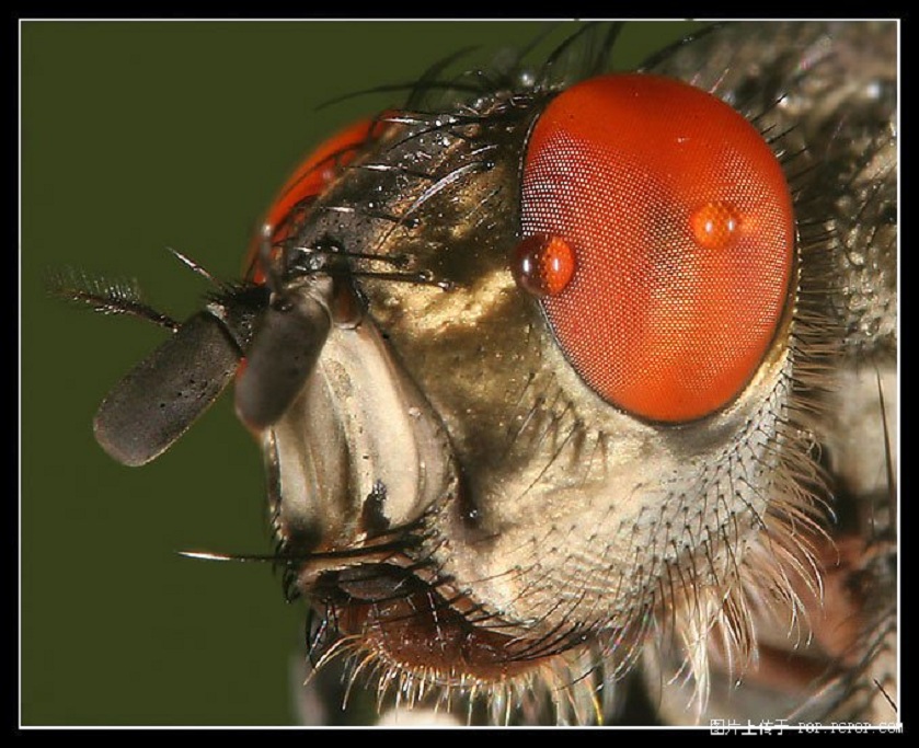  p>舍蝇: a target="_blank" href="/item/蝇