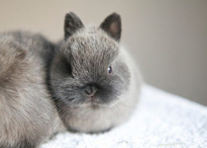  p>荷兰侏儒兔( i>学名:netherland dwar /i>),属于 a href="#" data