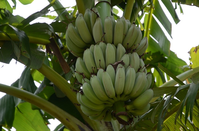  p>台湾芭蕉(学名: i>musa formosana /i>  (wall.