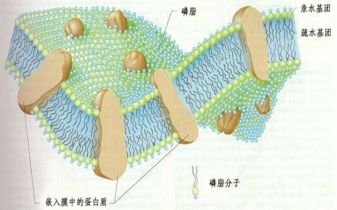 href="/item/细胞/84931" data-lemmaid="84931">细胞 /a>选择性透过