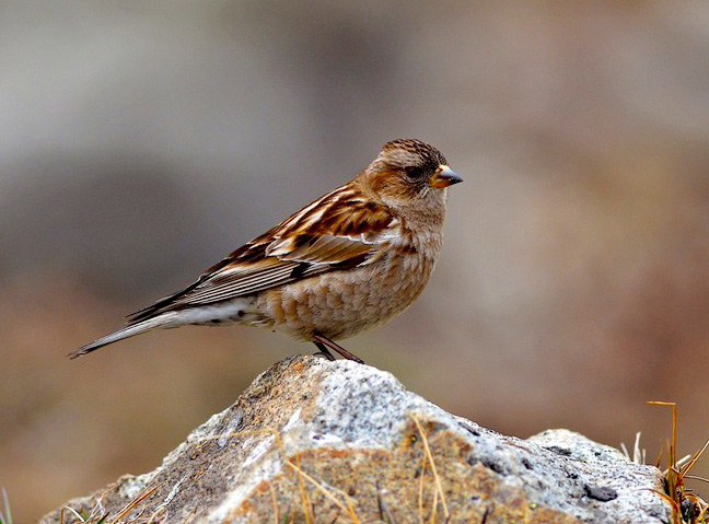  p>林岭雀(学名: i>leucosticte nemoricola /i>):为燕雀科岭雀属的 a