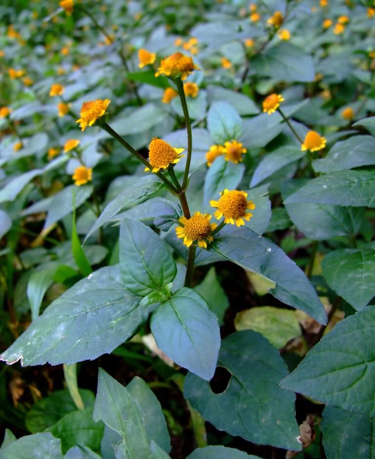 class="ref" data-ctrid="tzps7rphmgbj">金纽扣是菊科金纽扣属的一年