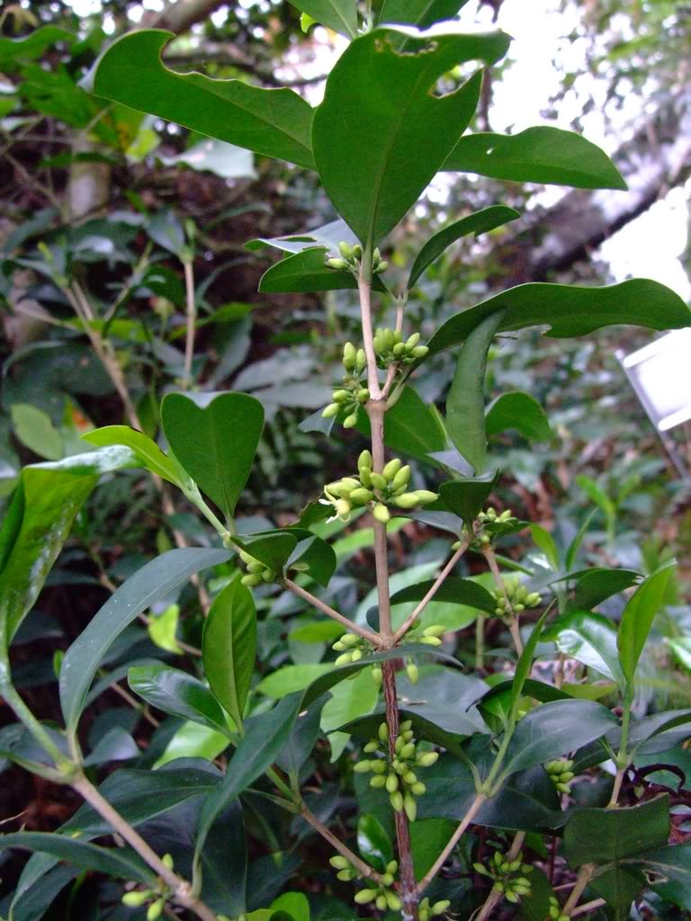  p>狗骨柴属(学名:diplospora)是茜草科下一个属, a target="_blank"