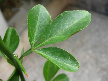 枳（芸香科柑橘属植物）_百度百科