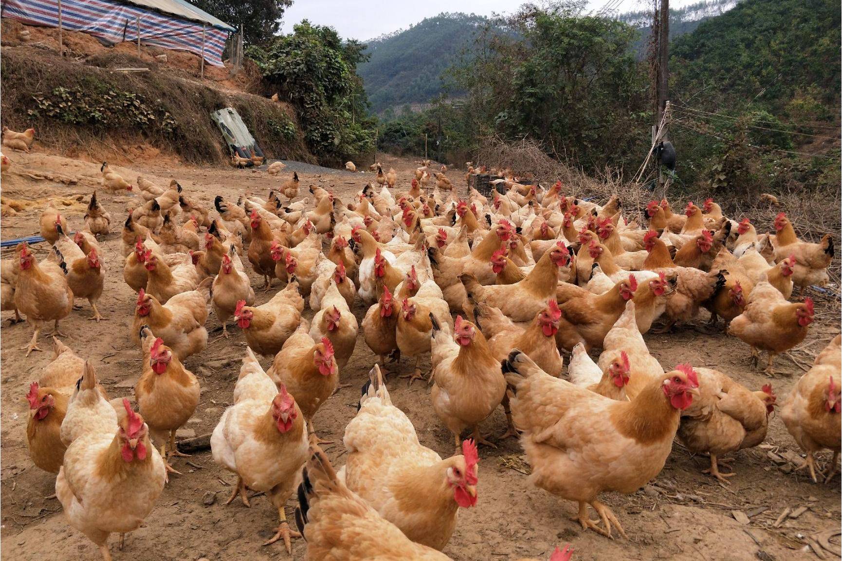 惠州市龙门县三黄胡须鸡产业园