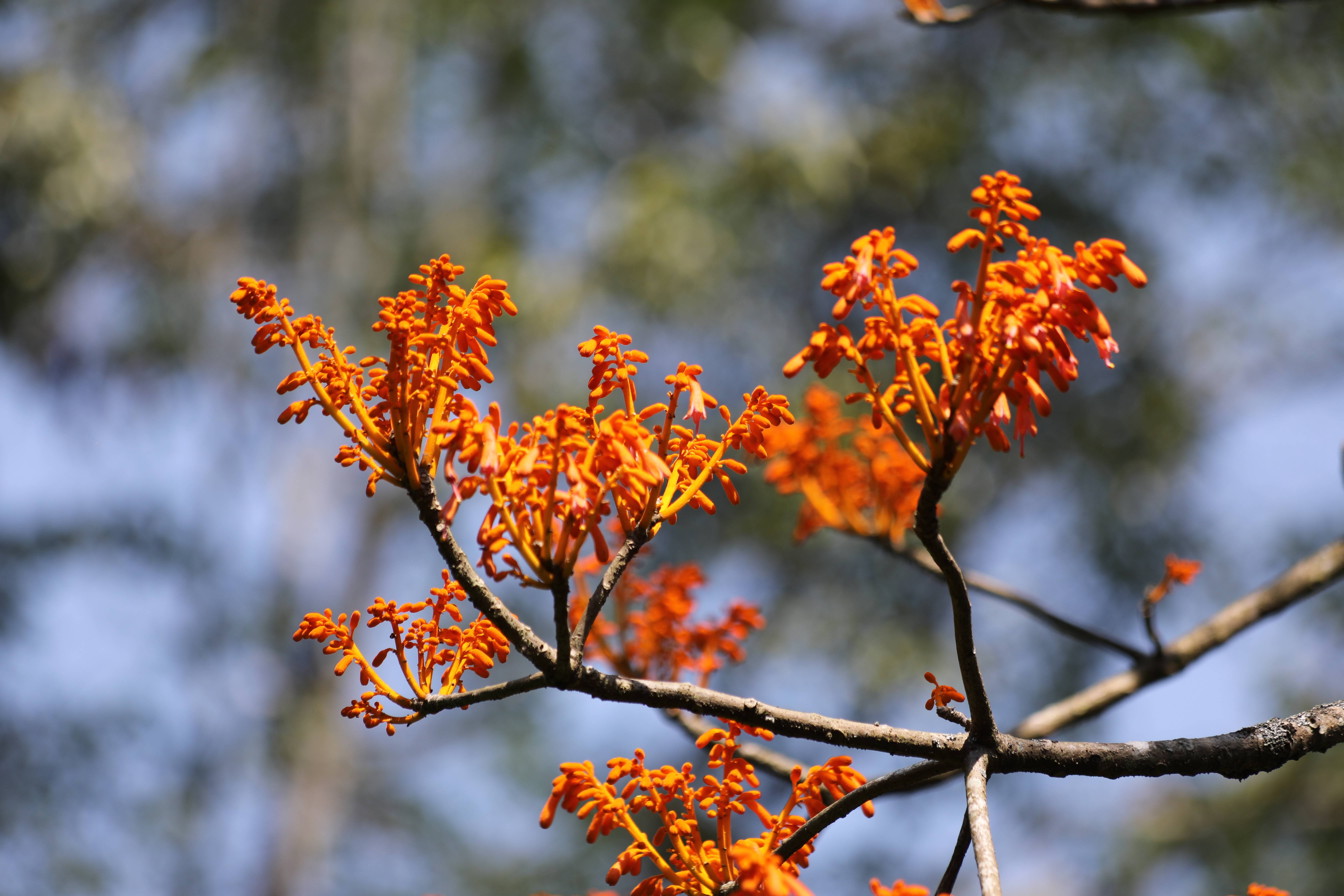 hsue)是梧桐科火桐属的落叶乔木.