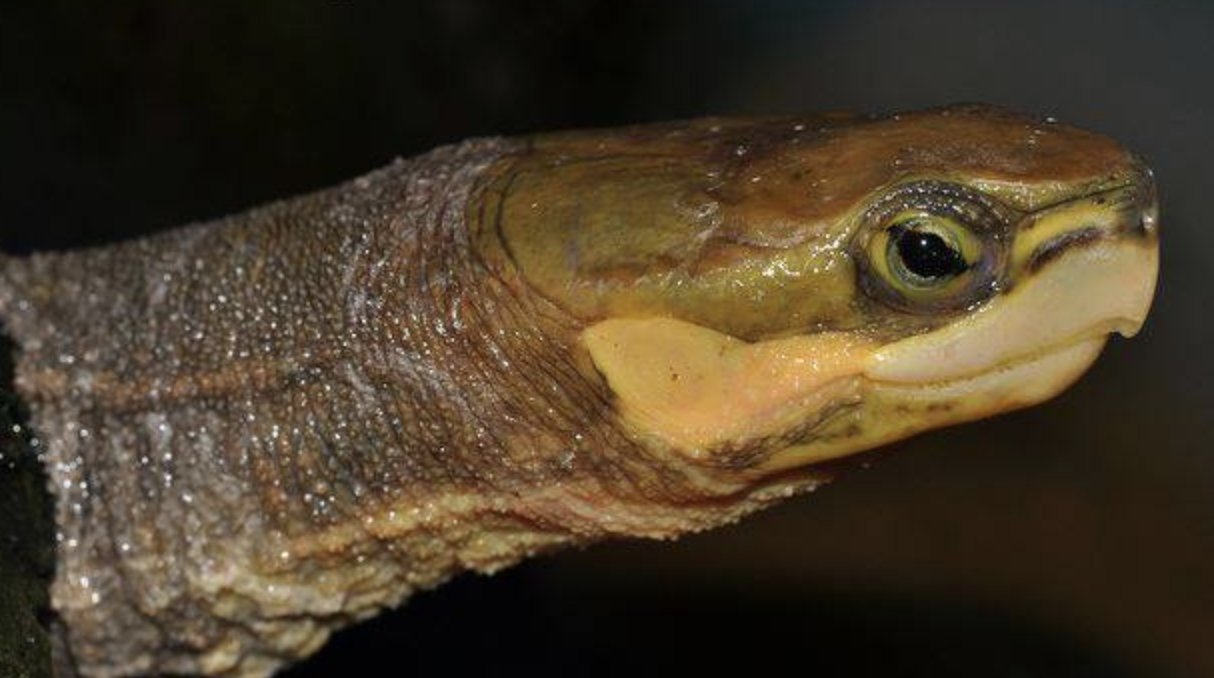  p>周氏闭壳龟(学名: i>cuora zhoui /i>)是龟科,闭壳龟属动物.