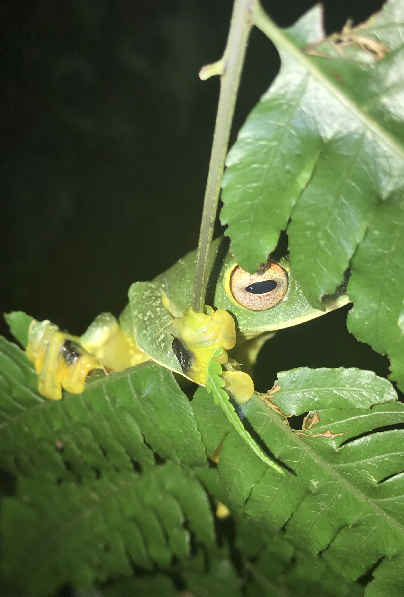  p>黑蹼树蛙(学名: i>rhacophorus kio /i>)是树蛙科,树蛙属的 a href