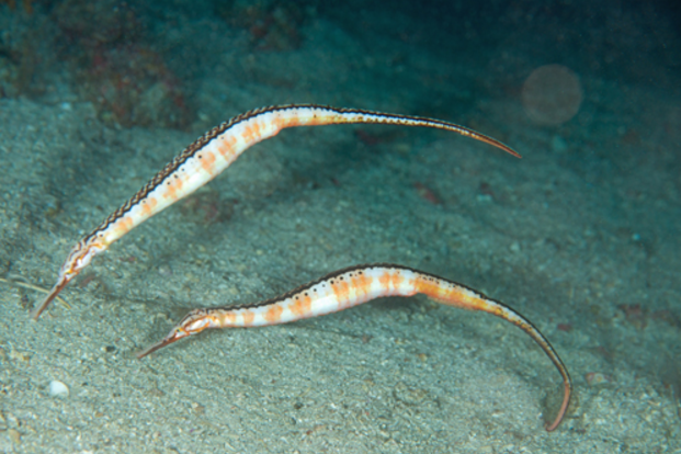  p>刁海龙(学名: i>solegnathus hardwickii /i>)是海龙科,刁海龙属的