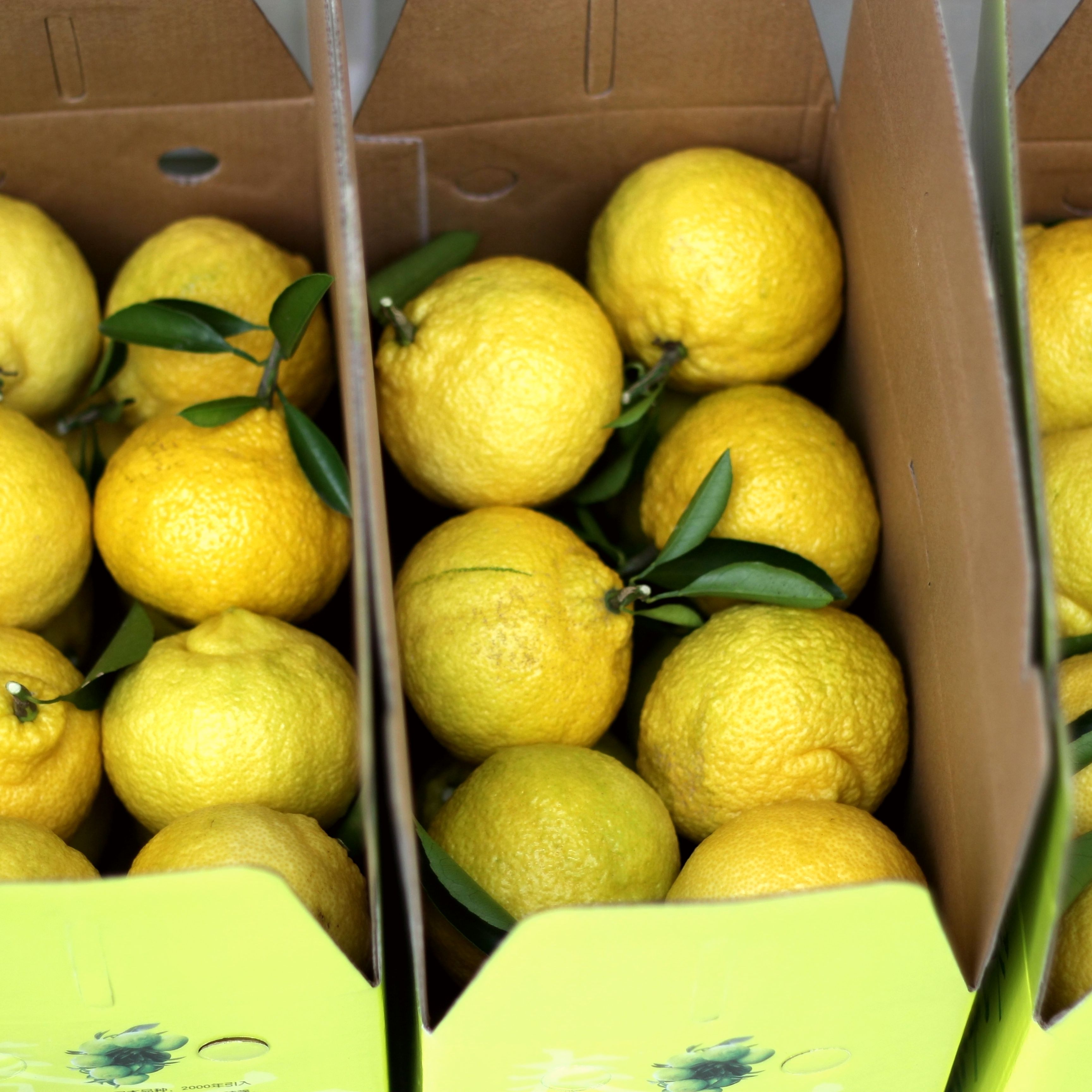  p data-id="gnfjnlgr73">象山青柑橘也叫象山春香,也叫做 a target="