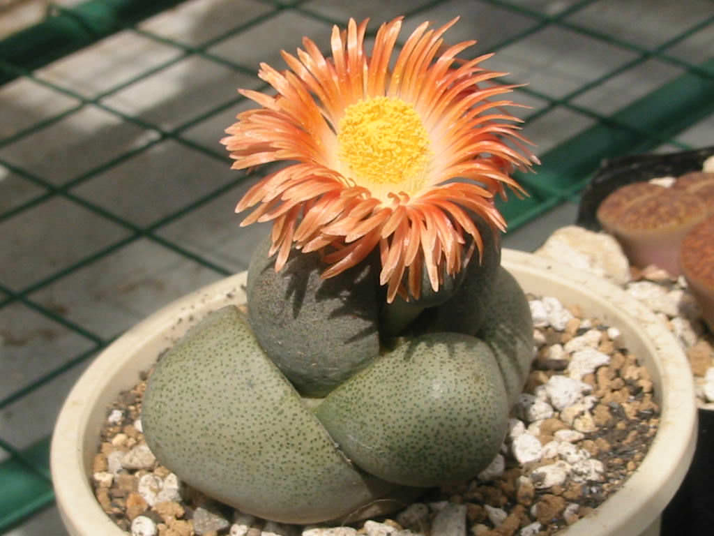 nelii /i> schwantes)是番杏科,对叶花属多肉多年生草本多浆植物
