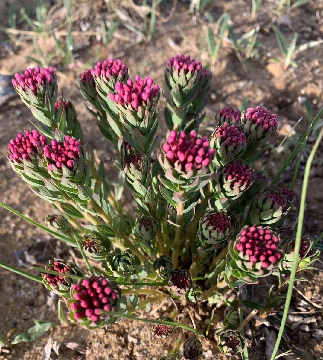 是瑞香科狼毒属多年生草本植物.