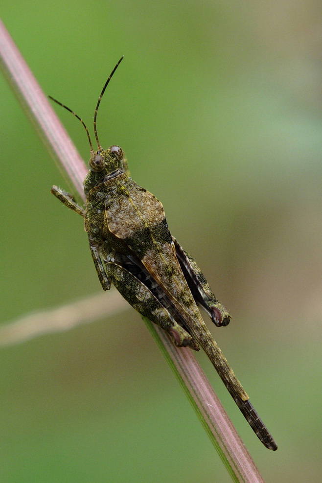  p>蚱总科(菱蝗总科)tetrigoidea 英文俗称 pygmy grasshoppers 或