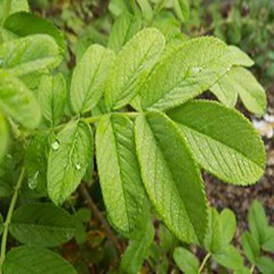 Rosa 'Schneekoppe' SNOW PAVEMENT_百度百科