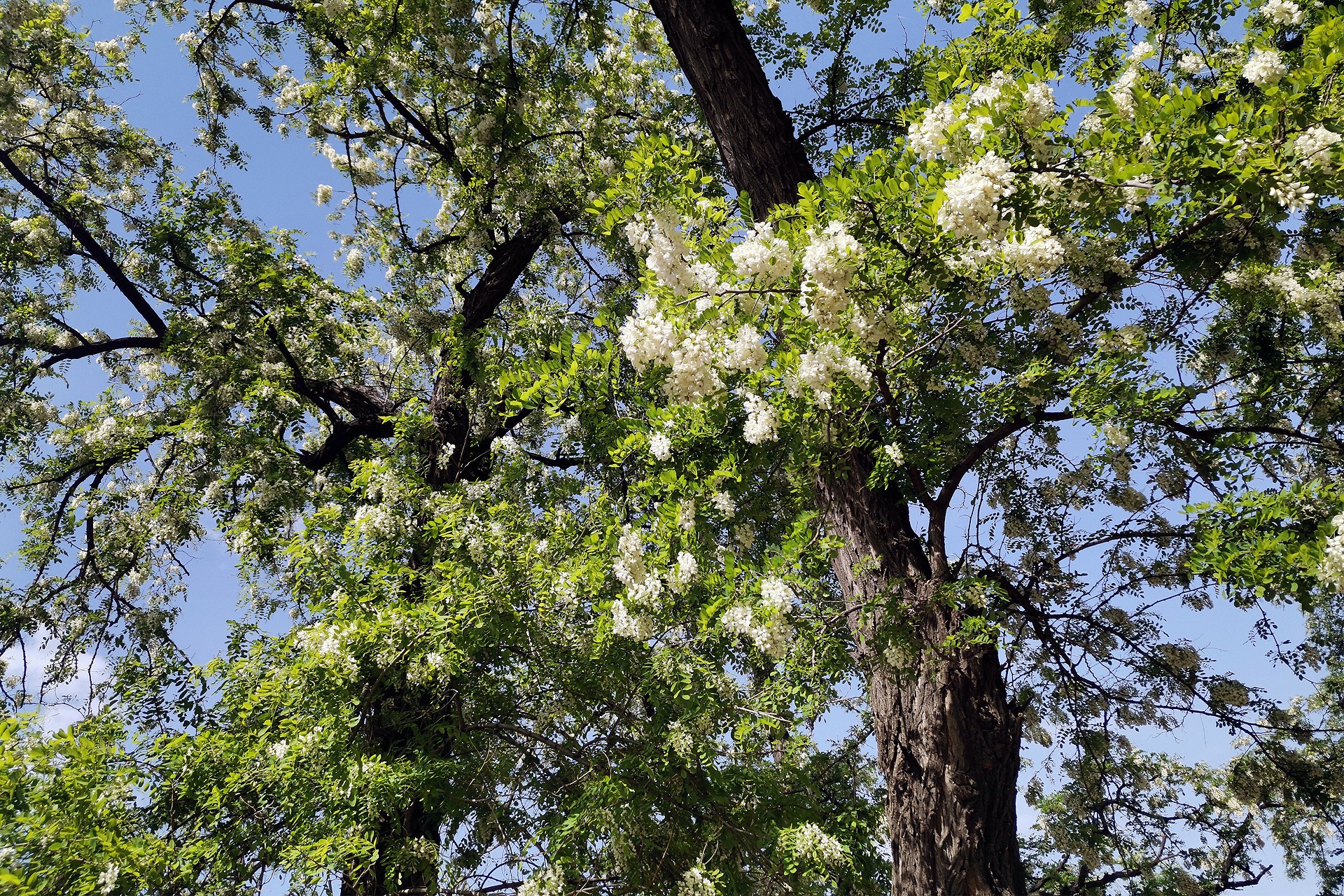 robinia pseudoacacia l