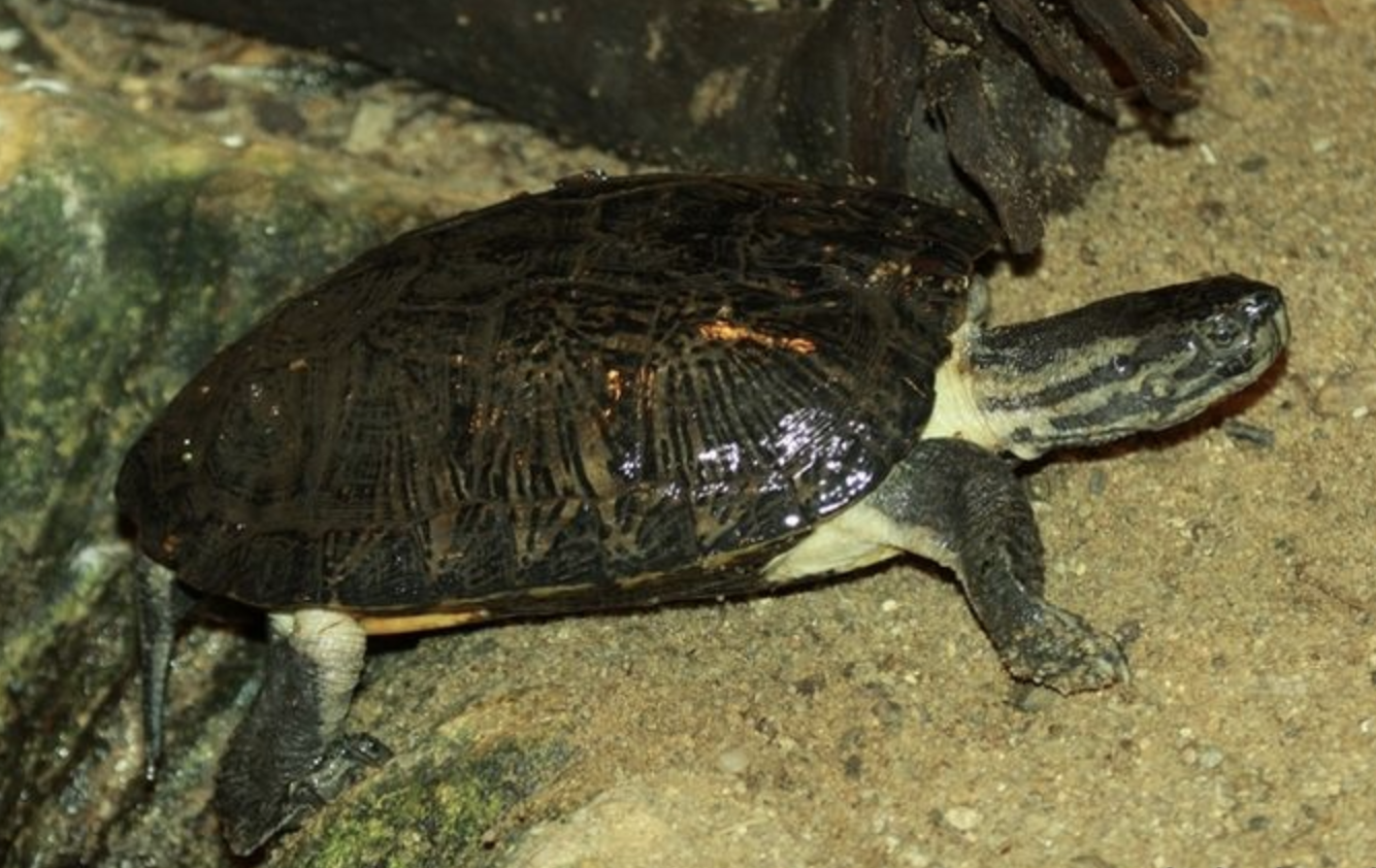  p>齿缘摄龟(学名: i>cyclemys dentata /i>)是龟科,摄龟属动物.