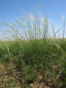 新疆针茅_百度百科