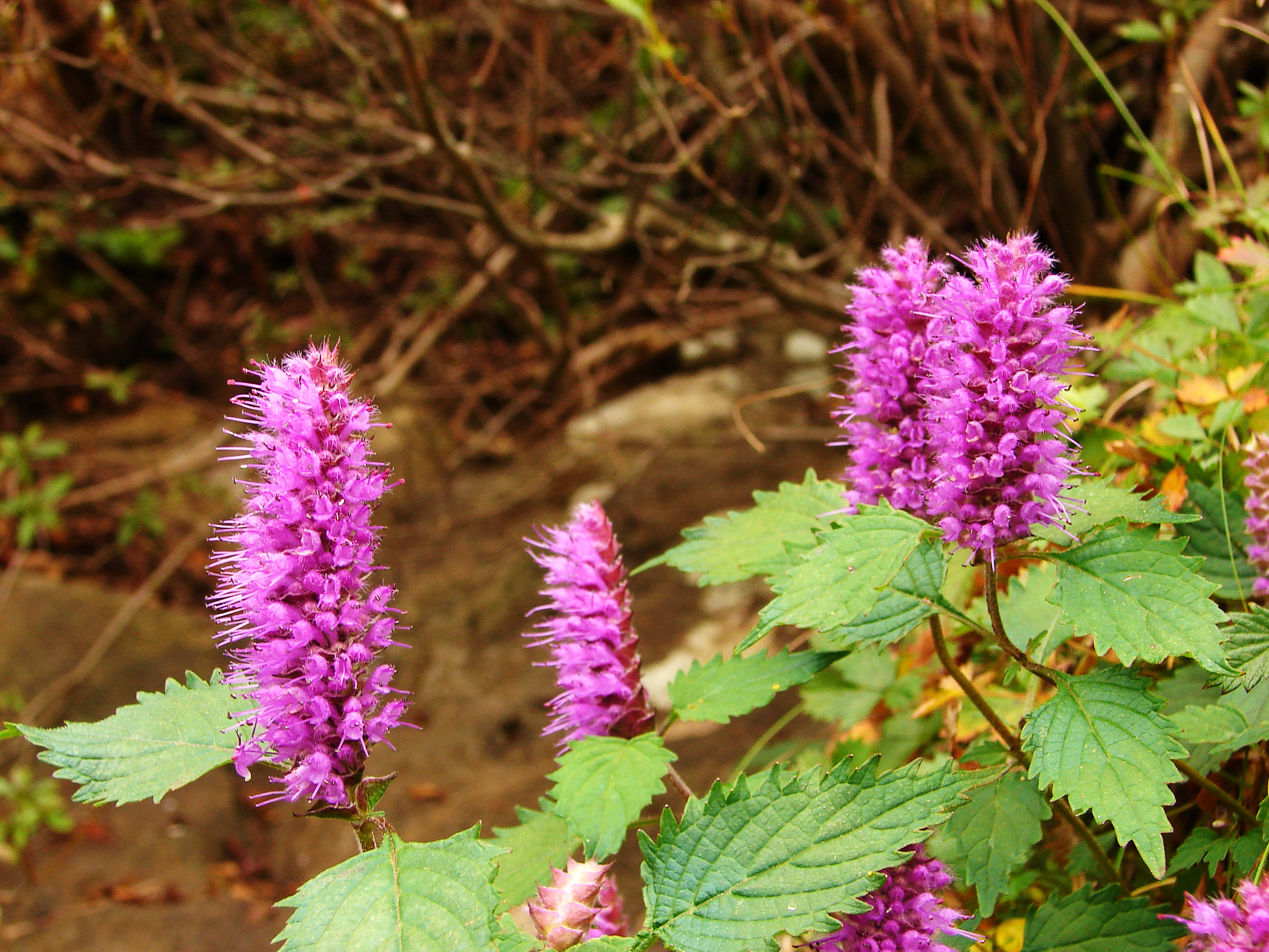 elsholtzia splendens