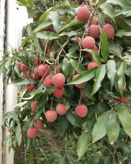 黑叶荔枝_百度百科