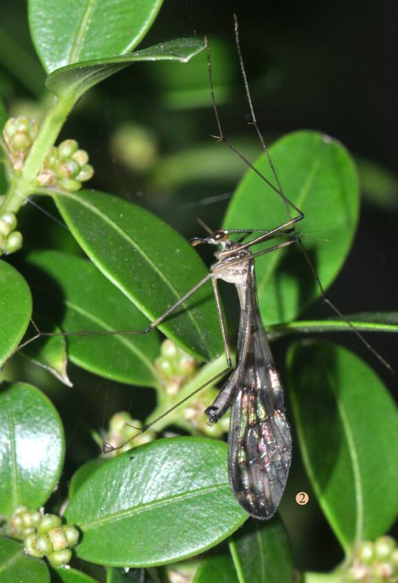  p>四边蚊蝎蛉(学名: i>bittacus trapezoideus /i>)是蚊蝎蛉科,蚊