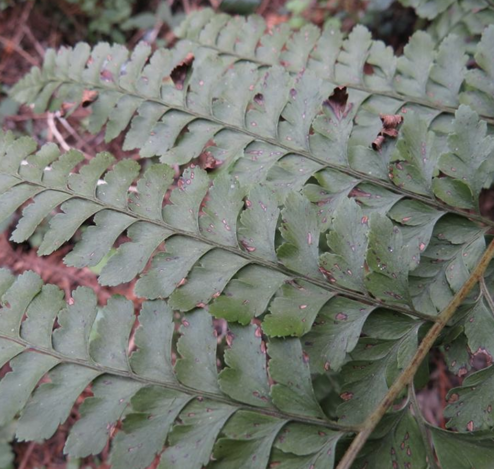  p>粗毛鳞盖蕨(学名: i>microlepia strigosa /i>  (thunb.) c.