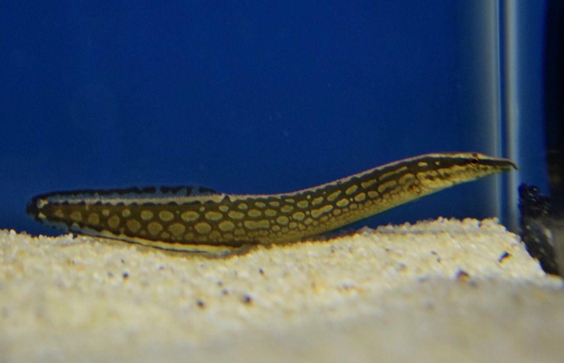  p>大刺鳅(学名: i>mastacembelus armatus /i>)是刺鳅科,刺鳅属鱼类.