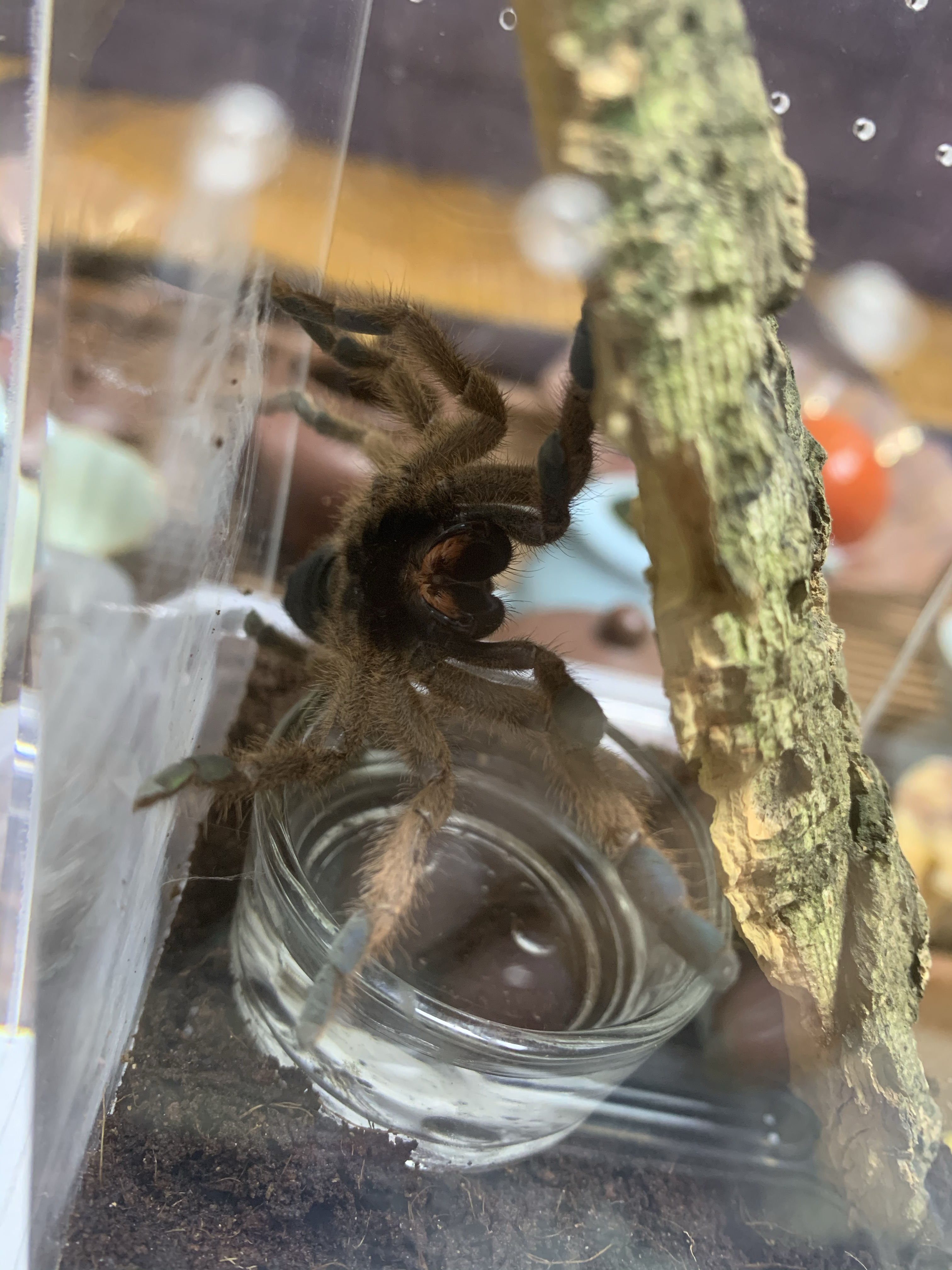 波多黎各金粉趾