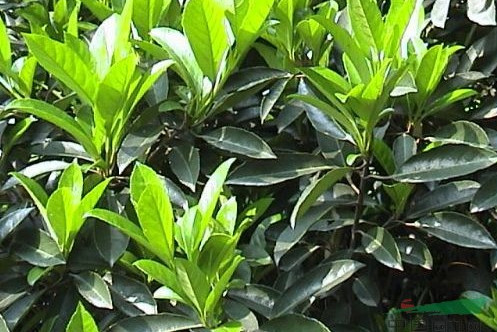 长圆叶冬青