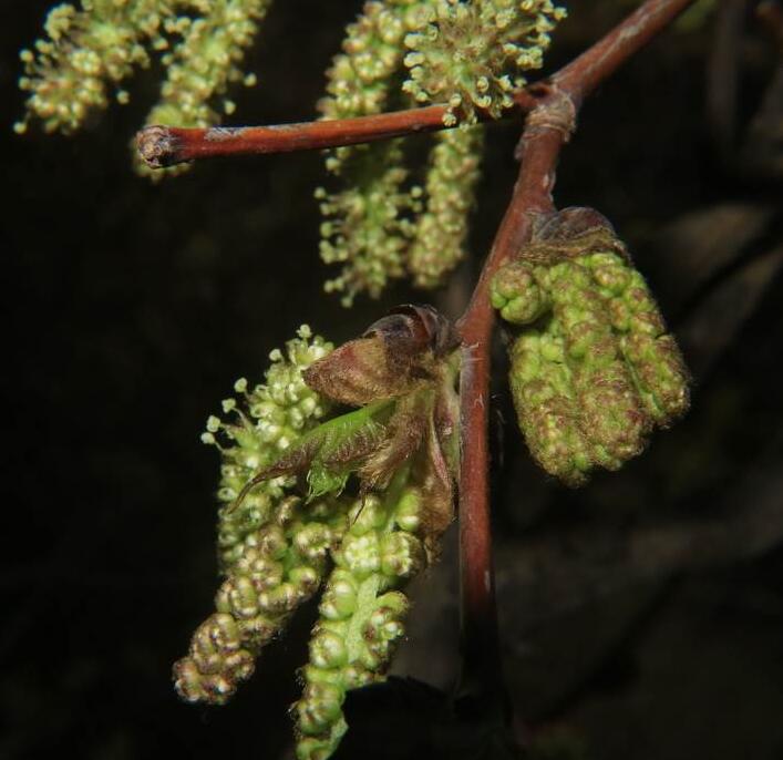  p>蒙桑(学名: i>morus mongolica /i> (bur.) schneid.