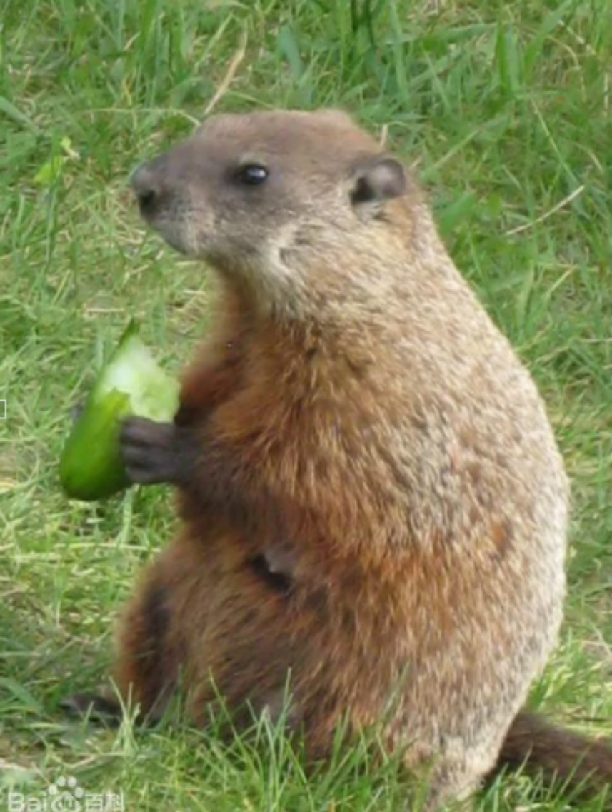 小说中说,这种吃猫的老鼠长在非洲,样子跟 a target="_blank" hre=""