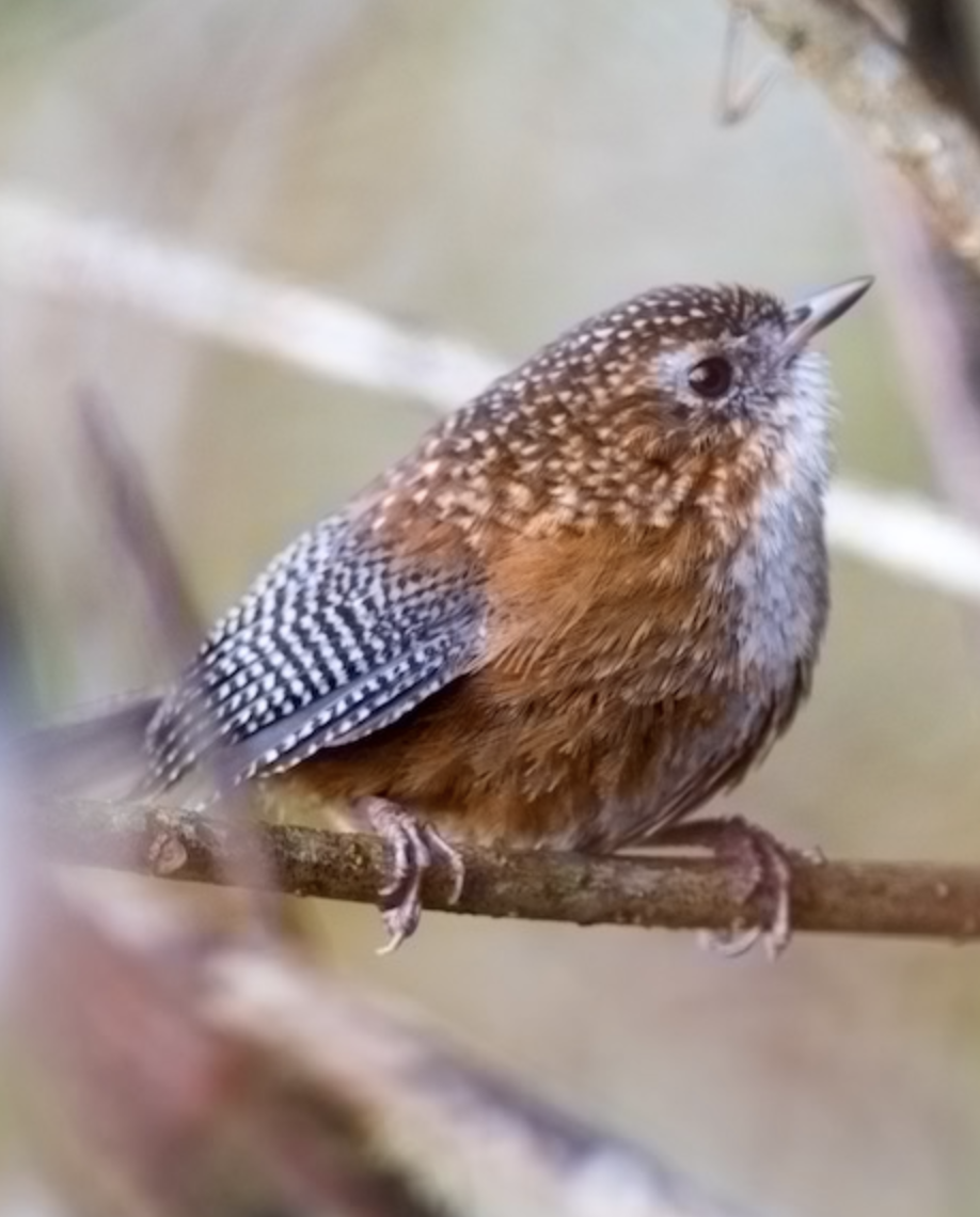  p>丽星鹩鹛(学名: i>elachura formosa /i>)是丽星鹩鹛科,丽星鹩鹛属