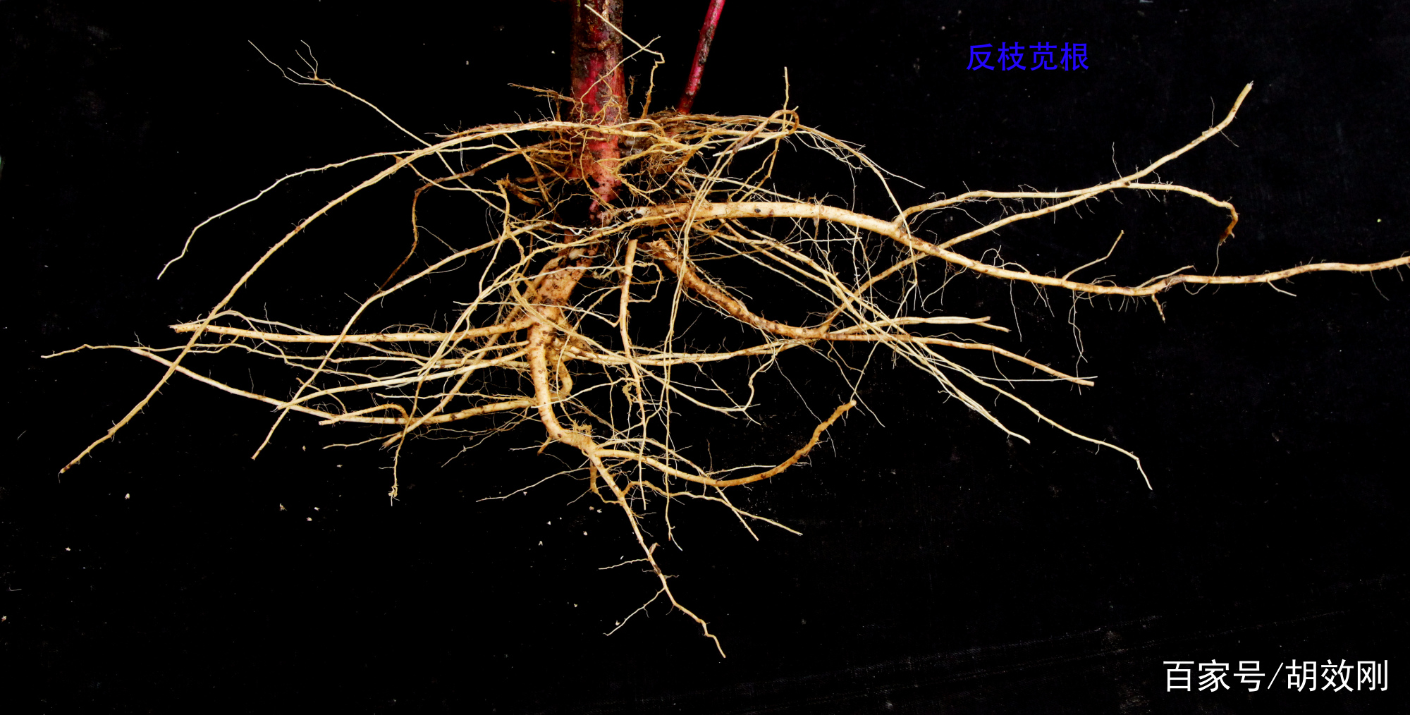 苋科反枝苋花、花序、花群体、果序、果群体、根、茎及叶原图_百科TA说