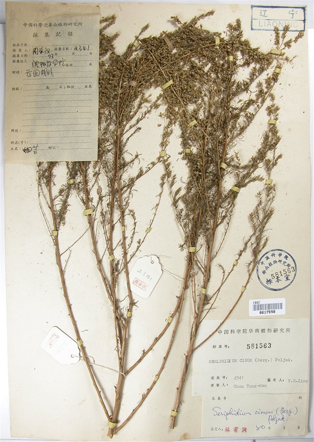  p>蛔蒿(学名: i>seriphidium cinum /i> (berg. ex poljak.